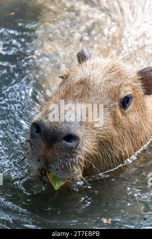 Die Capybara (Hydrochoerus hydrochaeris) Stockfoto