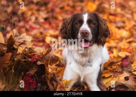 Porträt eines englischen Springer-Spaniel-Hundes, der in Herbstlaub posiert Stockfoto