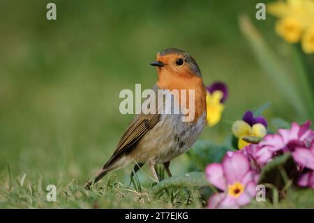 Europäischer robin Erithacus rubecula, hoch in Gartenblumen, County Durham, England, Großbritannien, März. Stockfoto