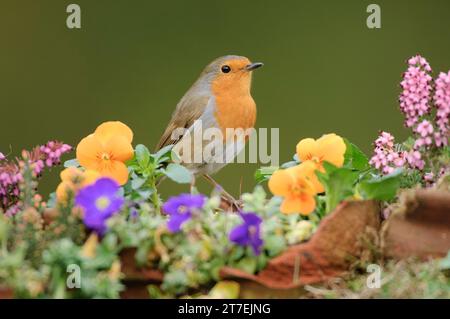 Europäischer robin Erithacus rubecula, hoch in Gartenblumen, County Durham, England, Großbritannien, März. Stockfoto