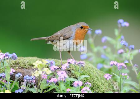 Europäischer robin Erithacus rubecula, hoch in Gartenblumen, County Durham, England, Großbritannien, März. Stockfoto