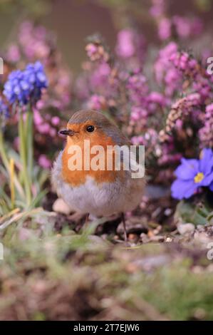 Europäischer robin Erithacus rubecula, hoch in Gartenblumen, County Durham, England, Großbritannien, März. Stockfoto