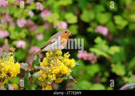 Europäischer robin Erithacus rubecula, mit Schnabel voller Insektenlarven zur Fütterung von Jungen in der Nähe, hoch oben auf Mahoniablüte im Garten, County Durham, England, Vereinigtes Königreich Stockfoto