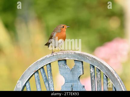 Europäischer robin Erithacus rubecula, sitzt auf einem alten Gartenstuhl, County Durham, England, UK, Oktober. Stockfoto