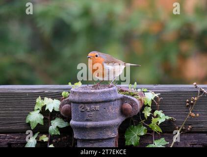 Europäischer robin Erithacus rubecula, auf alter eiserner Regenwasserleitung, County Durham, England, Großbritannien, Dezember. Stockfoto