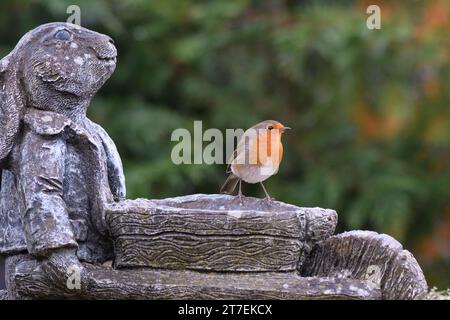 Europäischer robin Erithacus rubecula, hoch oben auf Gartenschmuck, County Durham, England, Großbritannien, Dezember. Stockfoto