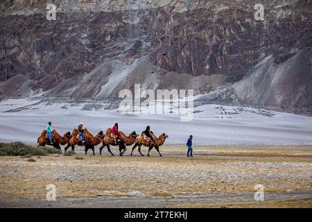 Hunder (Hundar) - Sanddünen von Ladakh, Indien. Eine Gruppe von Menschen reitet gerne auf einem Kamel, spaziert auf einer Sanddüne in Hunder in der Nähe von Diskit Dorf Ladakh. Stockfoto