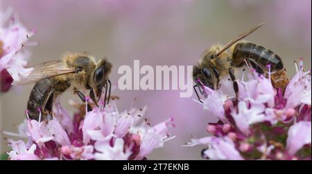 Zwei Honigbienen APIs mellifera ernähren sich von Oregano-Blüten Origanum marjorana in einem Kräutergarten, August, zusammengesetztes Bild Stockfoto