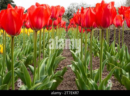 Hohe rote Tulpen Tulipa, die in geraden Linien im Boden wachsen, Frühling, April Stockfoto