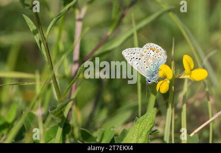 Männlicher gemeiner blauer Polyommatus icarus, Fütterung von Vogelfuß-Trefoil im Grasland, August Stockfoto