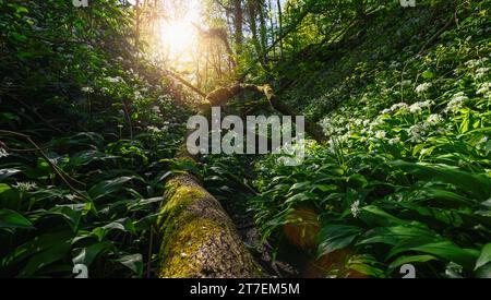 Sonnenlicht zieht durch den Wald und hebt einen gefallenen, moosbedeckten Baum inmitten von wildem Knoblauch hervor Stockfoto