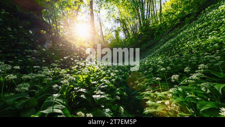 Morgens strahlen Sonnenstrahlen über einem üppigen Hügel, der mit blühendem Knoblauch bedeckt ist, im Wald Stockfoto