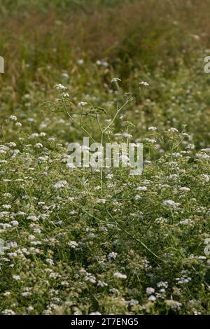 Großer Wasserfenchel, Großer Wasserfenchel, Wasserfenchel, Wasser-Rebendolde, Wasserpferdesaat, Wasser-Pferdesaat, Oenanthe aquatica, feinblättriges Wasser Stockfoto