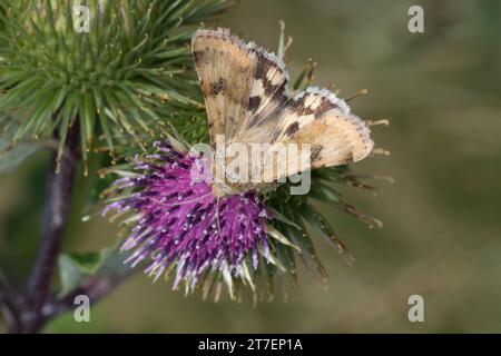 Karden-Sonneneule, Kardeneule, Karden-Eule, Kardensonneneule, Heliothis viriplaca, Heliothis dipsacea, Marmorklee, Eulenfalter, Noctuidae, noctui Stockfoto