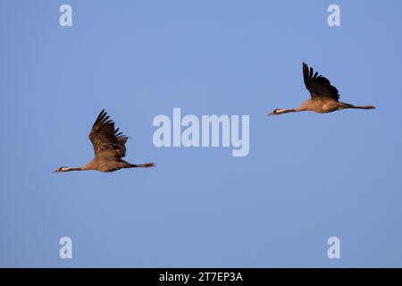 Kranich, fliegend, Flug, Flugbild, Grauer Kranich, Eurasischer Kranich, Grus grus, Kran, gemeinsamer Kran, Eurasischer Kran, Flug, Fliegen, La Grue cendré Stockfoto