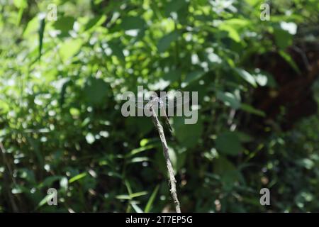 Rückansicht eines männlichen Aschensäugers (Potamarcha congener), der sich auf einer Spitze eines erhöhten Stängels in einem Rasenbereich unter direktem Sonnenlicht befindet Stockfoto