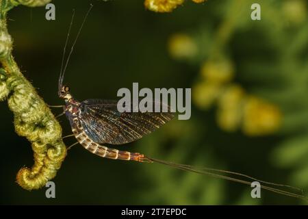 Mayfly (Ephemeroptera) sitzt auf einem grünen Blatt. Makro, Copyspace Stockfoto