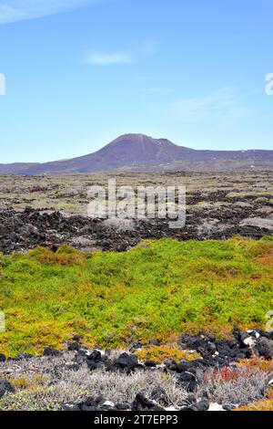 Suaeda vera ist ein kleiner Halophytenstrauch, der im Mittelmeerbecken und auf den Kanarischen Inseln beheimatet ist. Dieses Foto wurde in Malpais de la Cor aufgenommen Stockfoto