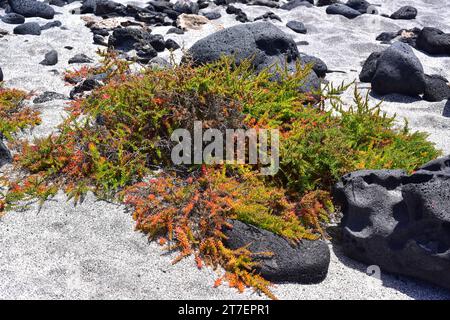 Suaeda vera ist ein kleiner Halophytenstrauch, der im Mittelmeerbecken und auf den Kanarischen Inseln beheimatet ist. Dieses Foto wurde in Malpais de la Cor aufgenommen Stockfoto