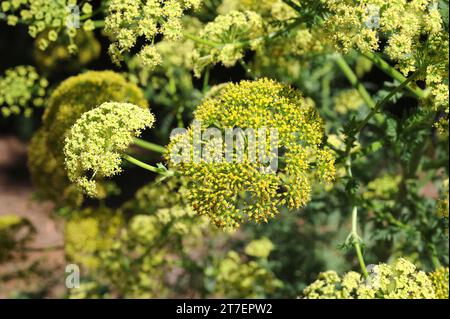 Zanahoria de cumbre oder canaheja blanca (Todaroa montana oder Tinguarra montana) ist eine mehrjährige Pflanze, die auf den Kanarischen Inseln endemisch ist. Blumen und Früchte Detail. Stockfoto