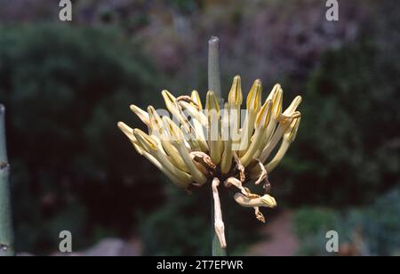 Cardoncillo (Ceropegia dichotoma) ist eine Sukkkulente, die auf den westlichen Kanarischen Inseln endemisch ist. Blumendetail. Stockfoto