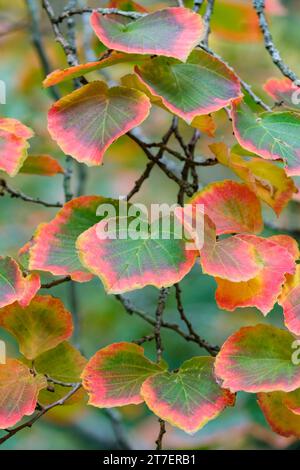 hamamelis intermedia Orangenschale, hamamelis Orangenschale, Herbstblätter Stockfoto