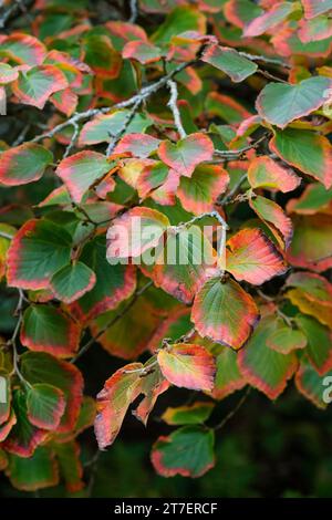 hamamelis intermedia Orangenschale, hamamelis Orangenschale, Herbstblätter Stockfoto