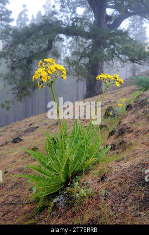 Cerrajon de monte (Sonchus acaulis) ist ein Unterstrauch, der auf Gran Canaria und Teneriffa endemisch ist. Dieses Foto wurde auf Gran Canaria, Kanarische Inseln, Spanien aufgenommen. Stockfoto