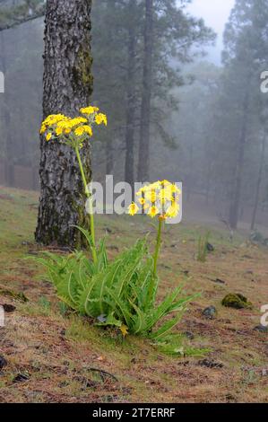 Cerrajon de monte (Sonchus acaulis) ist ein Unterstrauch, der auf Gran Canaria und Teneriffa endemisch ist. Dieses Foto wurde auf Gran Canaria, Kanarische Inseln, Spanien aufgenommen. Stockfoto