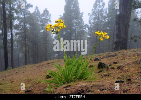 Cerrajon de monte (Sonchus acaulis) ist ein Unterstrauch, der auf Gran Canaria und Teneriffa endemisch ist. Dieses Foto wurde auf Gran Canaria, Kanarische Inseln, Spanien aufgenommen. Stockfoto