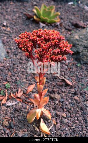 Bejeque rojo (Aeonium nobile) ist ein sukkkkulenter Strauch, der endemisch in La Palma, Kanarische Inseln, Spanien, ist. Stockfoto
