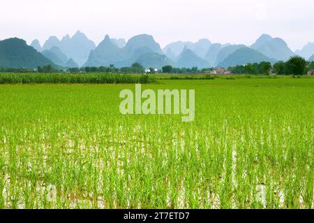 Reisfelder mit Bergkulisse in Yangshuo, Sichuan, China Stockfoto