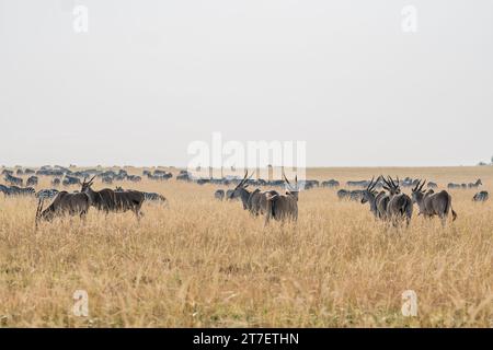 Riesige Eland-Antilopen in Masai Mara Kenia Afrika Stockfoto