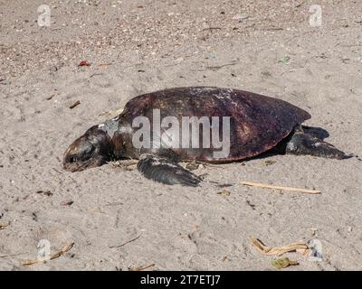 Eine tote Schildkröte am Strand von baja california Stockfoto