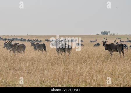 Riesige Eland-Antilopen in Masai Mara Kenia Afrika Stockfoto