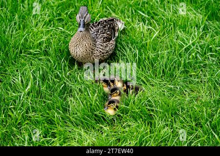 Stockenten-Weibchen Anas platyrhynchos mit kleinen Küken Stockfoto