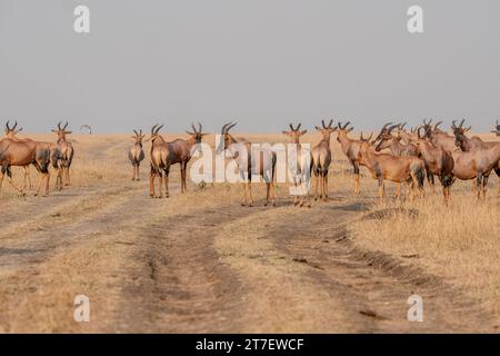 Topi Antilopen in Masai Mara Kenia Afrika Stockfoto