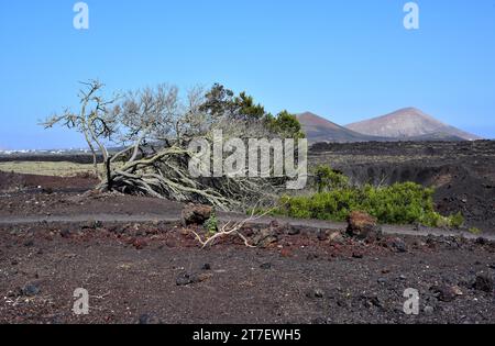 Coastal Wattle oder Rotaugenkeule (Acacia cyclops) ist ein kleiner Baum, der in Australien heimisch ist und in anderen trockenen Ländern eingebürgert wird. Dieses Foto wurde von mir gemacht Stockfoto