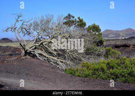 Coastal Wattle oder Rotaugenkeule (Acacia cyclops) ist ein kleiner Baum, der in Australien heimisch ist und in anderen trockenen Ländern eingebürgert wird. Dieses Foto wurde von mir gemacht Stockfoto