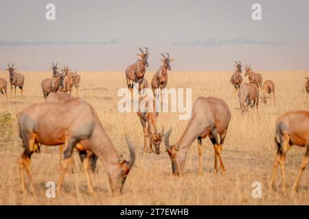 Topi Antilopen in Masai Mara Kenia Afrika Stockfoto