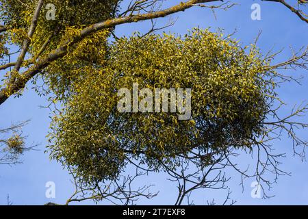 Ein kranker verwelkter Baum, angegriffen von Mistelzweigen, Viscum. Es sind hölzerne, obligatorische hemiparasitäre Sträucher. Stockfoto