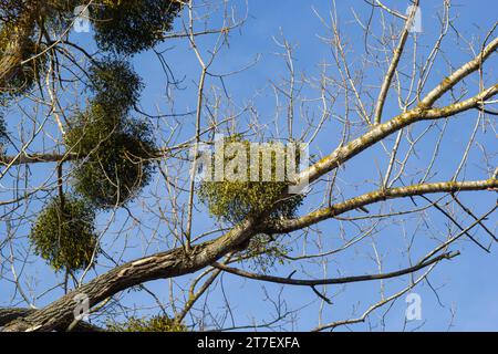 Ein kranker verwelkter Baum, angegriffen von Mistelzweigen, Viscum. Es sind hölzerne, obligatorische hemiparasitäre Sträucher. Stockfoto