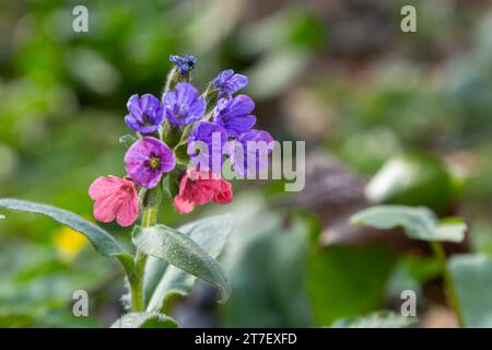 Pulmonaria officinalis, gebräuchliche Namen Lungenkraut, gewöhnlicher Lungenkraut, Marys Tränen oder unsere Lady's Milk Tropfen, ist ein krautiges, rhizomatöses, immergrünes Dauergrünland Stockfoto