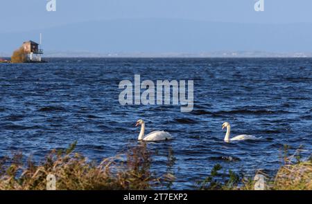 Kinnego, Lough Neagh, County Armagh, Nordirland, Großbritannien. November 2023. Britisches Wetter - ein heller und heller Tag am Lough Neagh im Westwind. Die Temperaturen fallen heute Abend im Landesinneren fast an den Gefrierpunkt. Zwei stumme Schwäne überqueren den Lough Neagh in der hellen Herbstsonne. Quelle: CAZIMB/Alamy Live News. Stockfoto