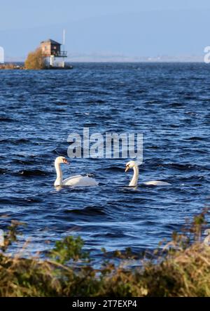 Kinnego, Lough Neagh, County Armagh, Nordirland, Großbritannien. November 2023. Britisches Wetter - ein heller und heller Tag am Lough Neagh im Westwind. Die Temperaturen fallen heute Abend im Landesinneren fast an den Gefrierpunkt. Zwei stumme Schwäne überqueren den Lough Neagh in der hellen Herbstsonne. Quelle: CAZIMB/Alamy Live News. Stockfoto