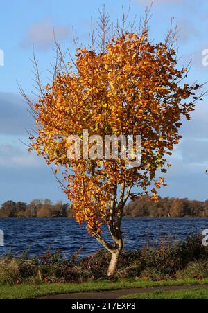 Kinnego, Lough Neagh, County Armagh, Nordirland, Großbritannien. November 2023. Britisches Wetter - ein heller und heller Tag am Lough Neagh im Westwind. Die Temperaturen fallen heute Abend im Landesinneren fast an den Gefrierpunkt. Herbstfarben und Laub erstrahlen in der Nachmittagssonne des Herbstes. Quelle: CAZIMB/Alamy Live News. Stockfoto