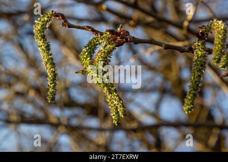 Palmkätzchen Pappel unentdeckt im Frühjahr. Populus tremula, Aspen ist eine Pflanzenart aus der Gattung der Pappeln in den Strahlen der hellen Sonne. Natürliche phorography. Stockfoto