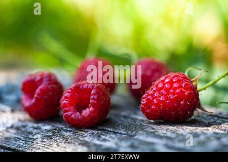 Saftige, gerade geerntete Himbeeren auf einer verwitterten Holzplatte. Reife rote Himbeerbeeren, liegen auf einem hölzernen Hintergrund. Stockfoto