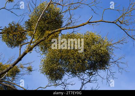 Ein kranker verwelkter Baum, angegriffen von Mistelzweigen, Viscum. Es sind hölzerne, obligatorische hemiparasitäre Sträucher. Stockfoto