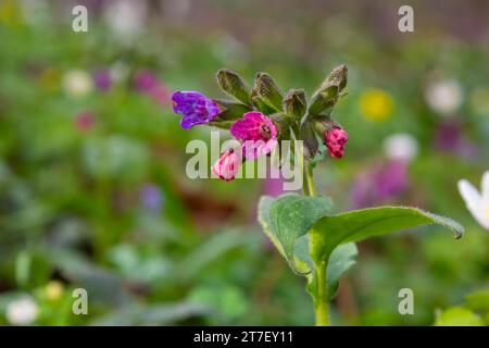 Pulmonaria officinalis, gebräuchliche Namen Lungenkraut, gewöhnlicher Lungenkraut, Marys Tränen oder unsere Lady's Milk Tropfen, ist ein krautiges, rhizomatöses, immergrünes Dauergrünland Stockfoto